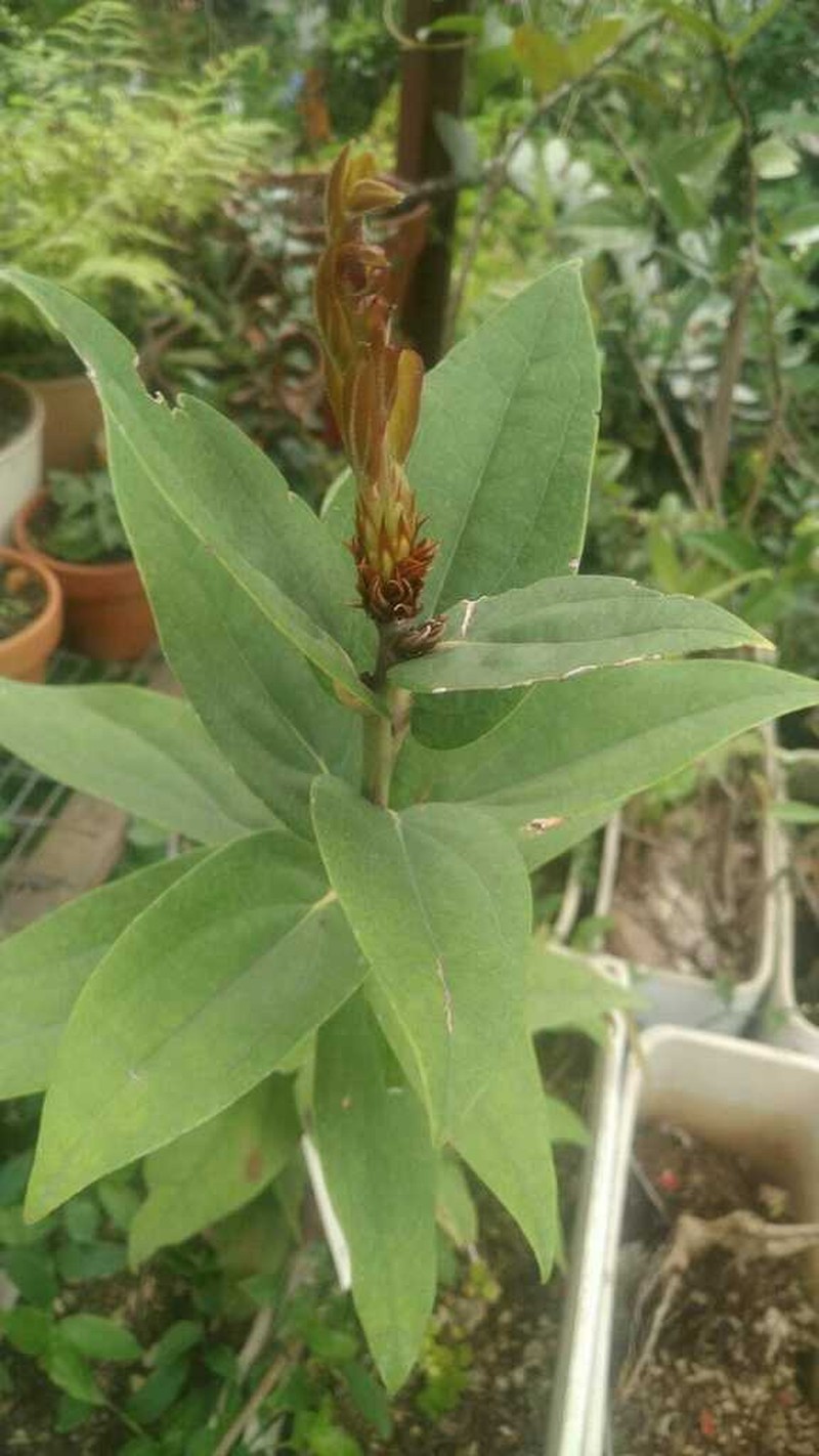 Macleania benthamiana photo 2