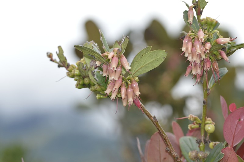 Macleania benthamiana photo 3