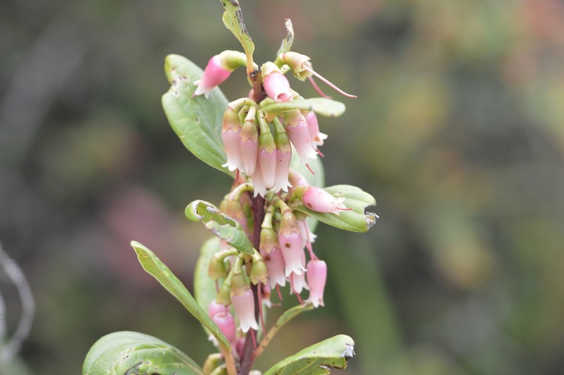 Macleania benthamiana photo 4