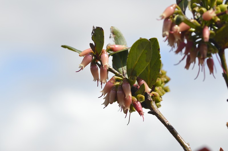 Macleania benthamiana photo 6