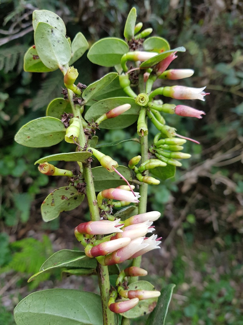 Macleania benthamiana photo 7