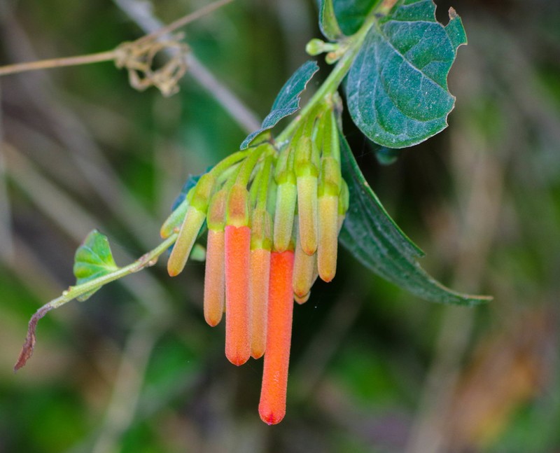 Macleania bullata