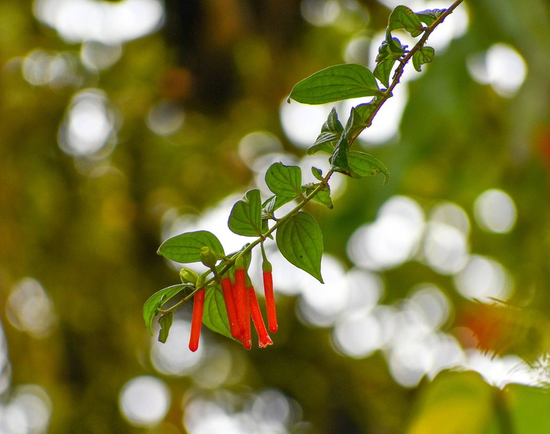 Macleania bullata photo 2