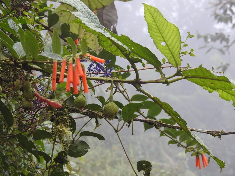 Macleania bullata photo 3