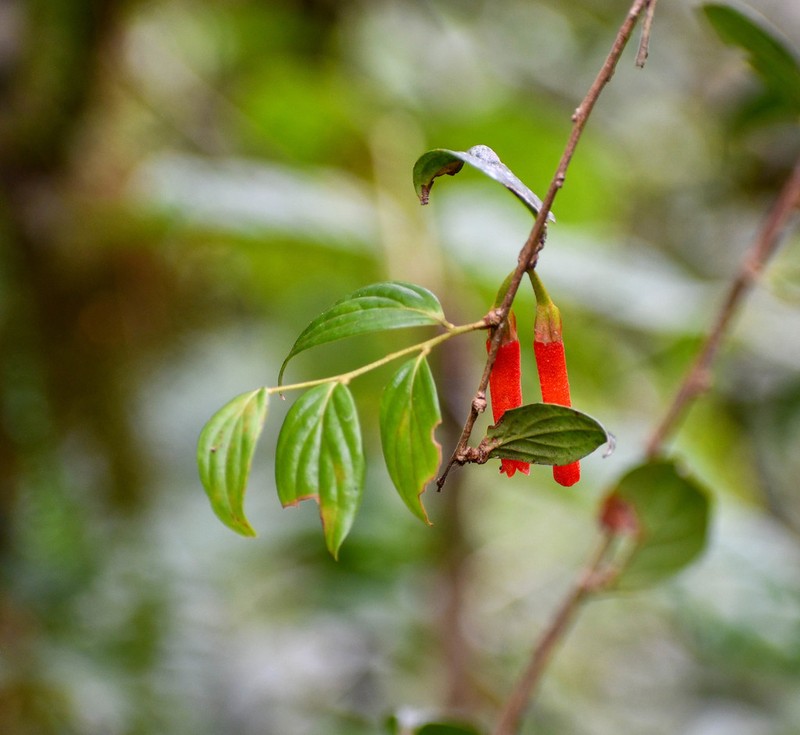 Macleania bullata photo 4