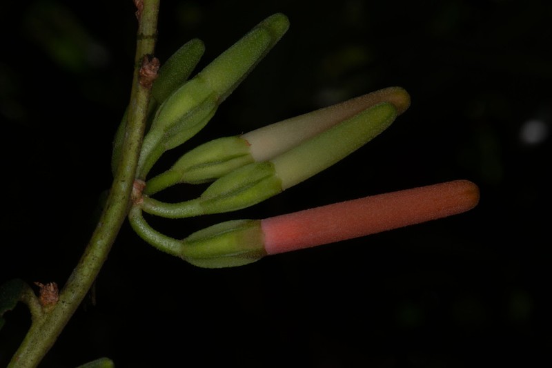 Macleania bullata photo 5