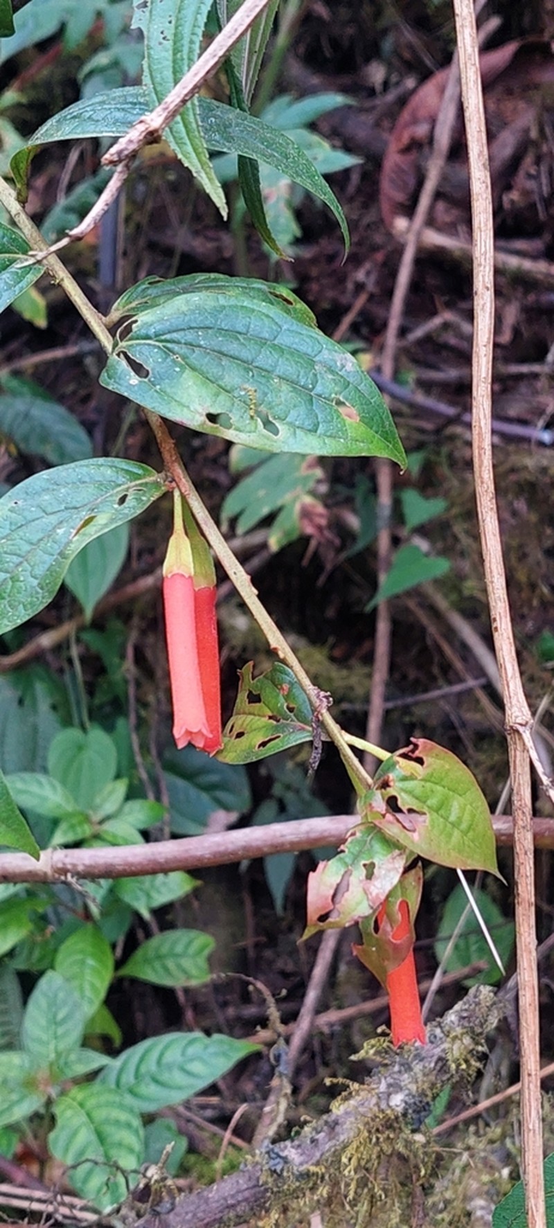 Macleania bullata photo 6
