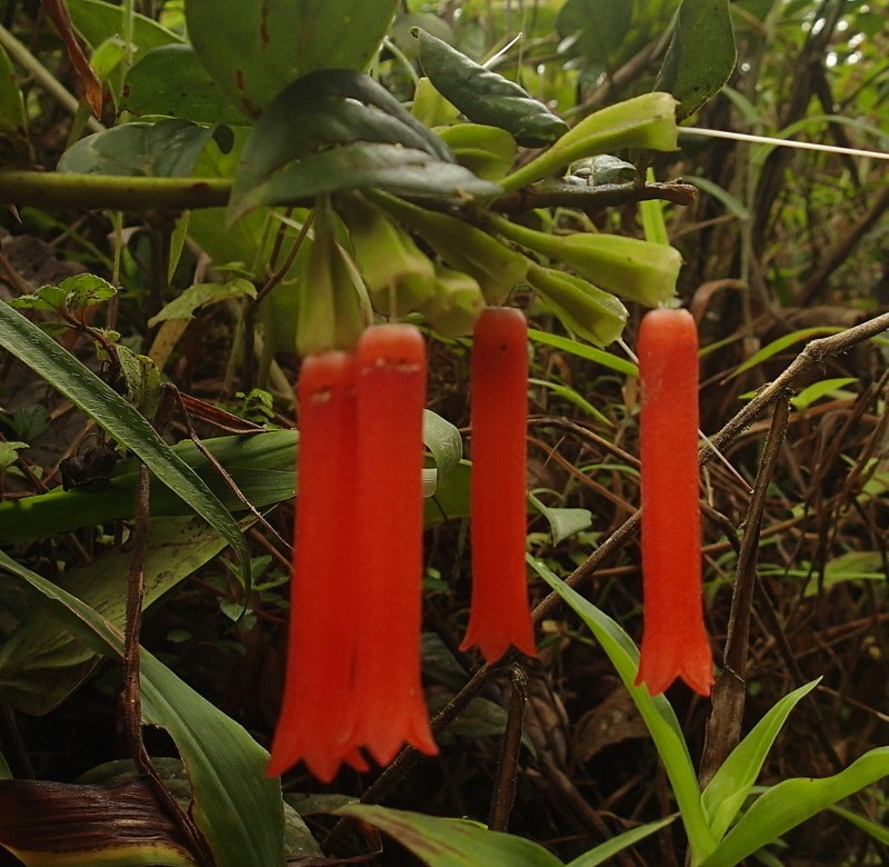 Macleania bullata photo 7