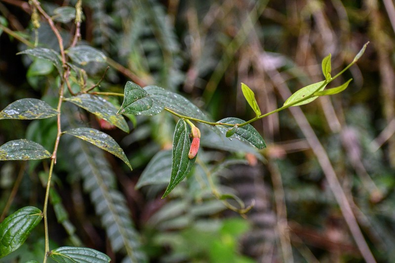 Macleania bullata photo 8