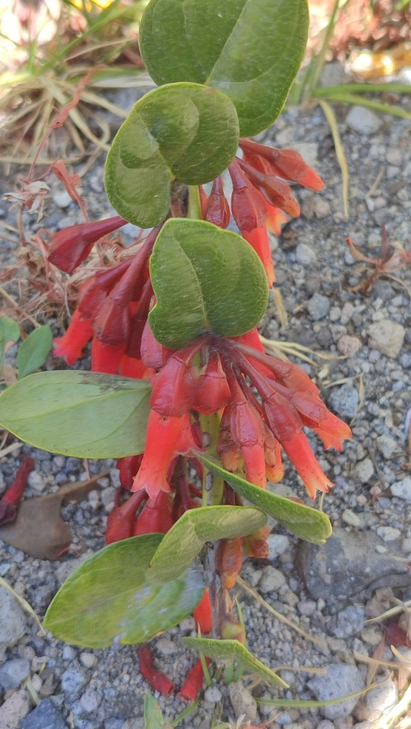 Macleania cordifolia