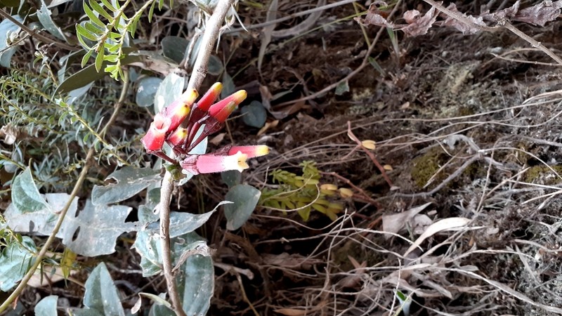 Macleania cordifolia photo 2