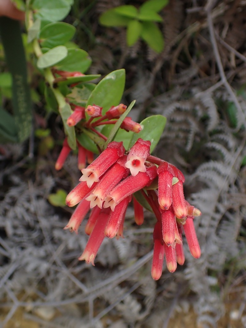 Macleania cordifolia photo 3