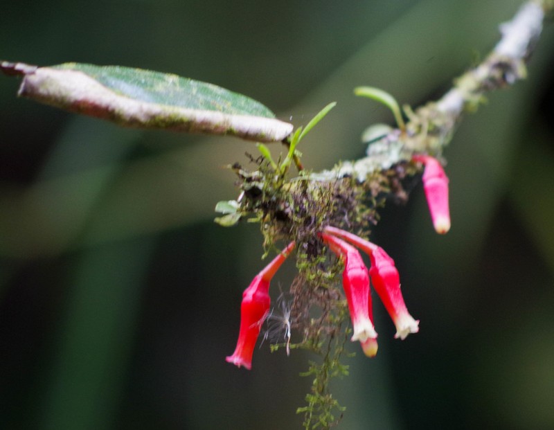 Macleania cordifolia photo 5