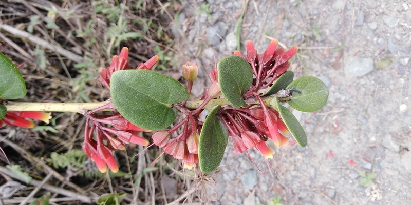 Macleania cordifolia photo 7