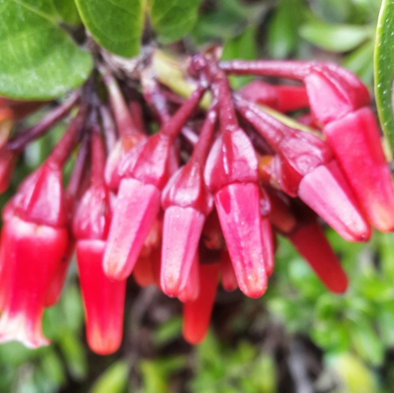 Macleania cordifolia photo 8