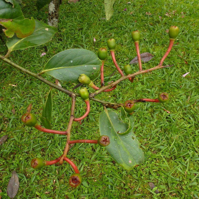 Macleania crassa photo 2