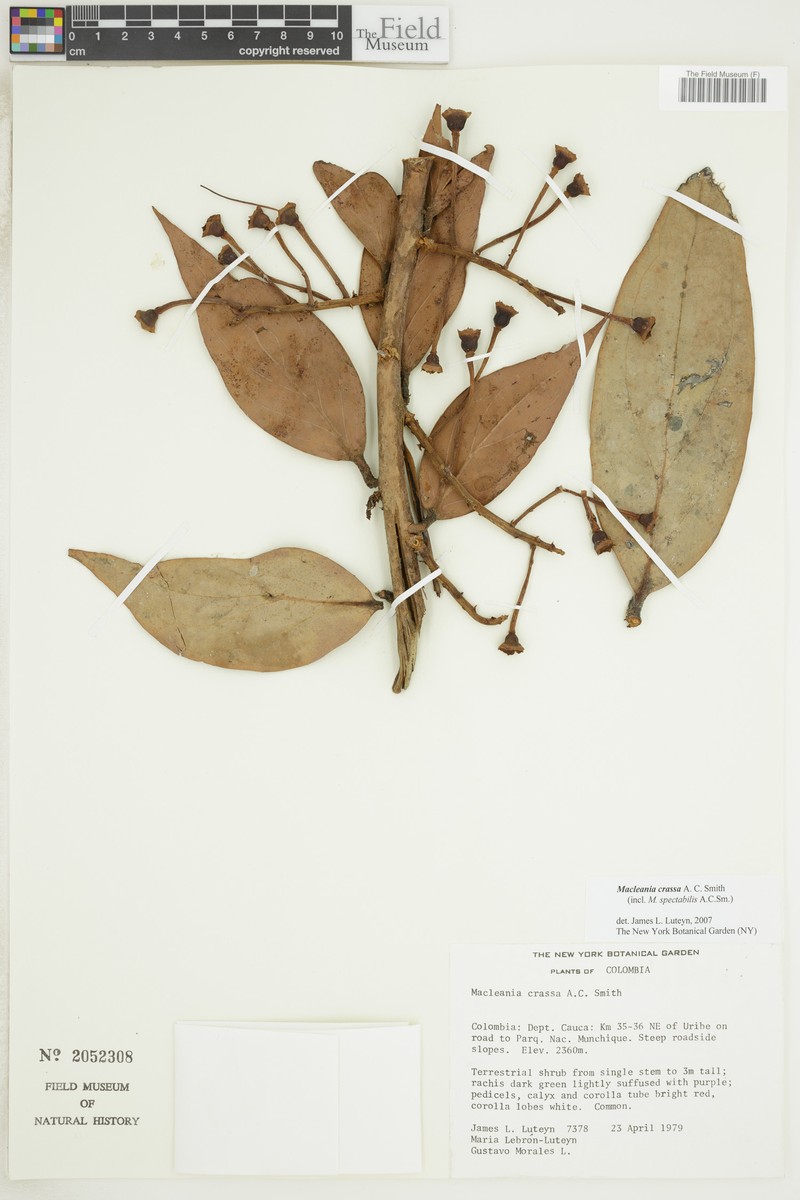 Macleania crassa photo 3