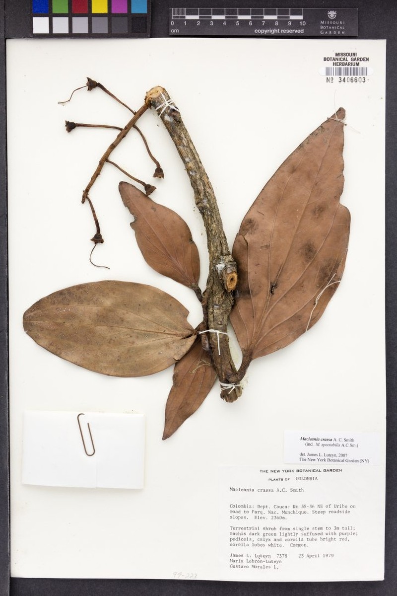 Macleania crassa photo 4