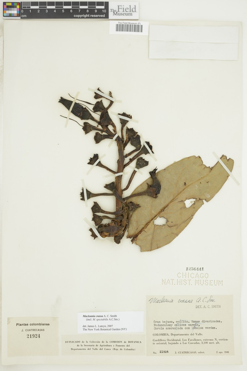 Macleania crassa photo 5