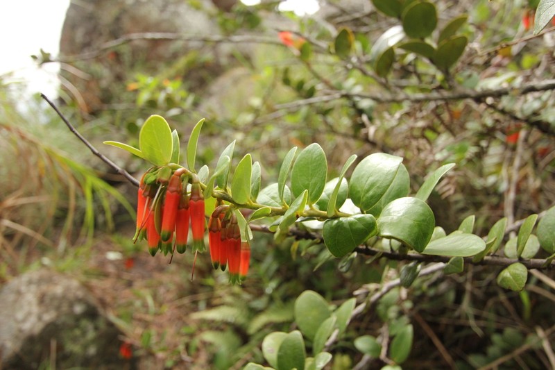 Macleania epiphytica