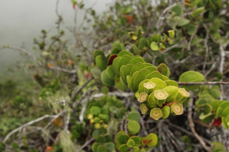 Macleania epiphytica photo 2