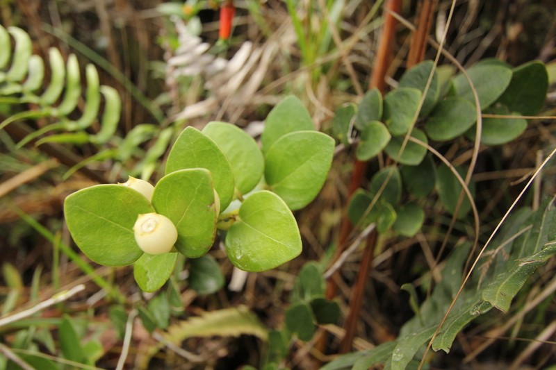Macleania epiphytica photo 3