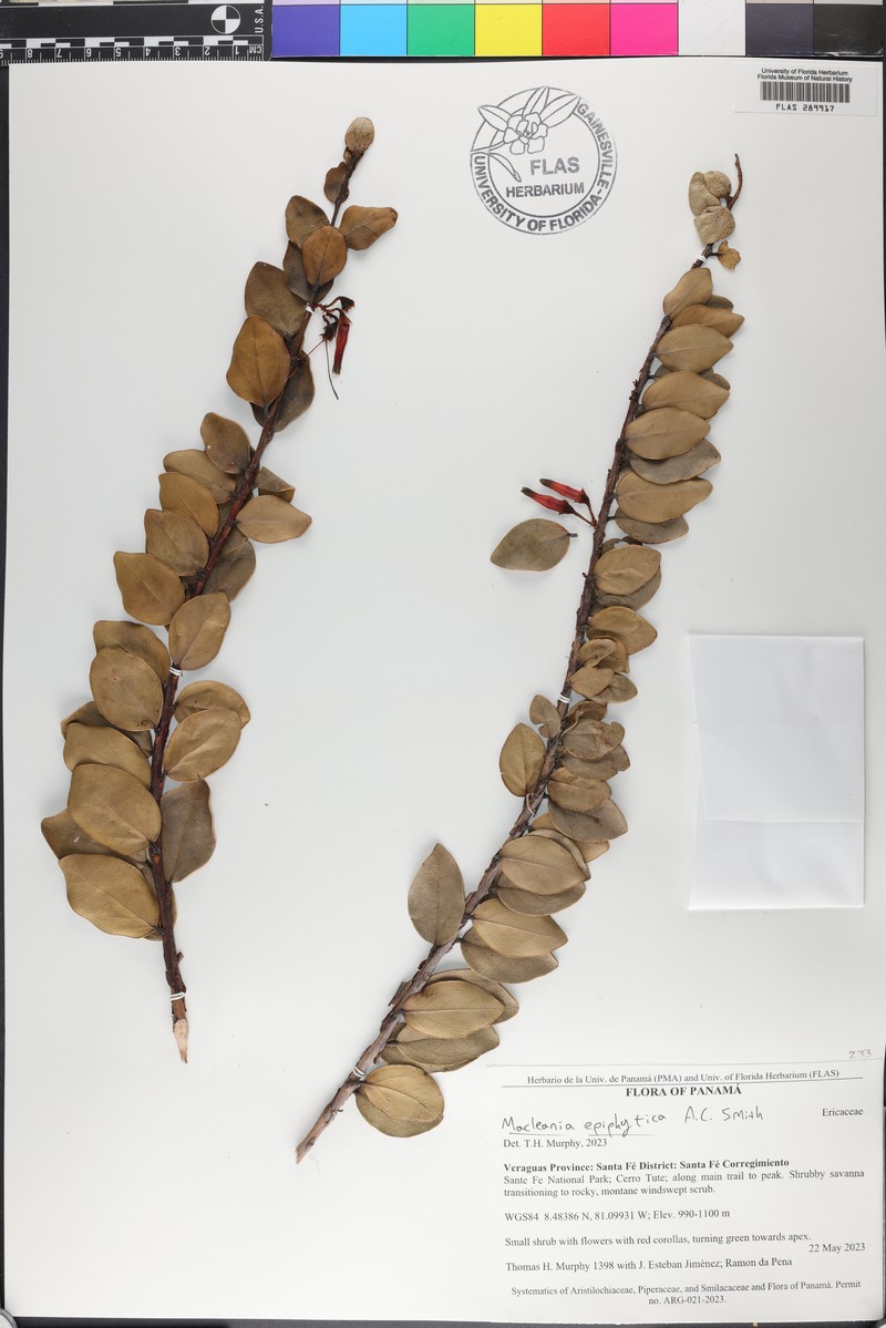 Macleania epiphytica photo 4