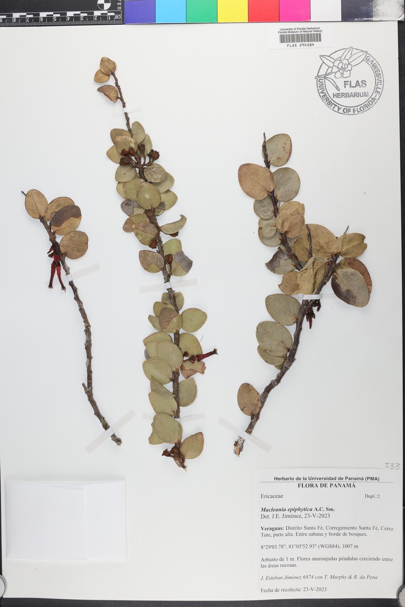 Macleania epiphytica photo 5