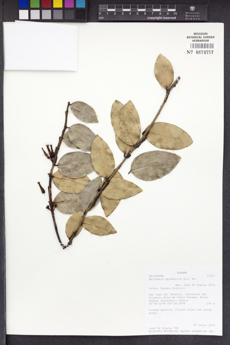 Macleania epiphytica photo 6