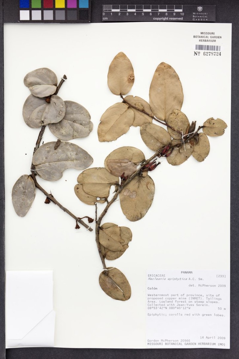 Macleania epiphytica photo 7