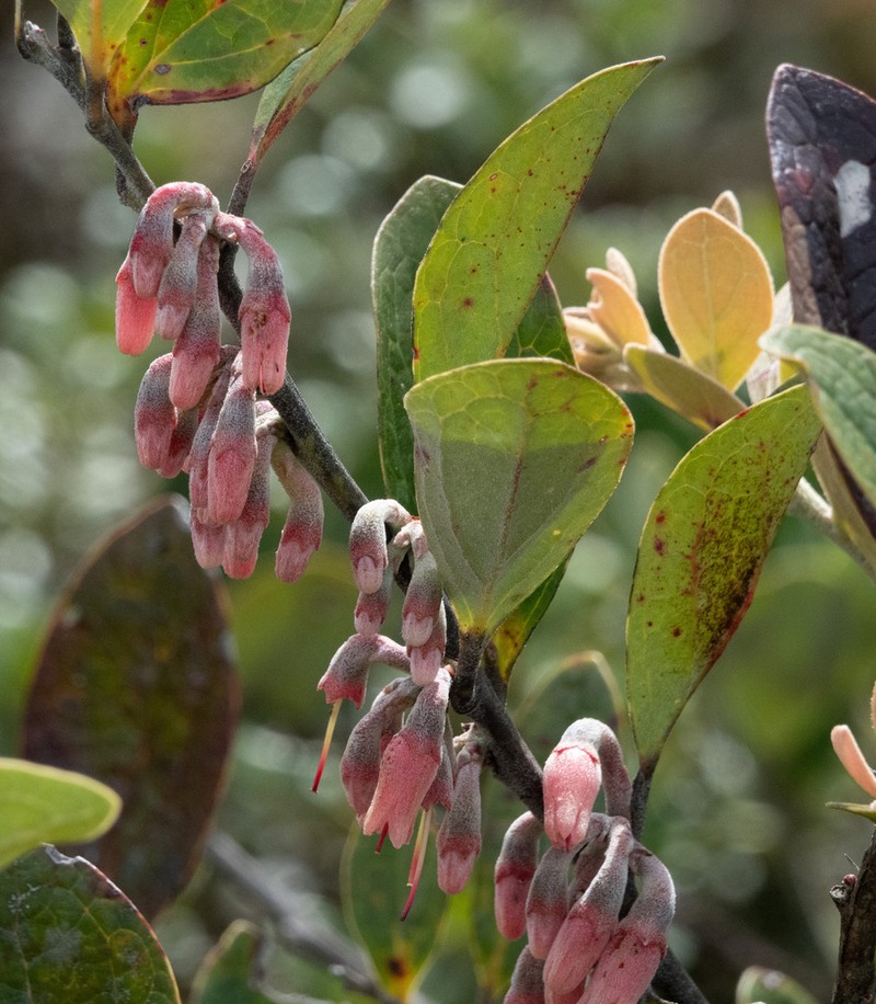 Macleania farinosa
