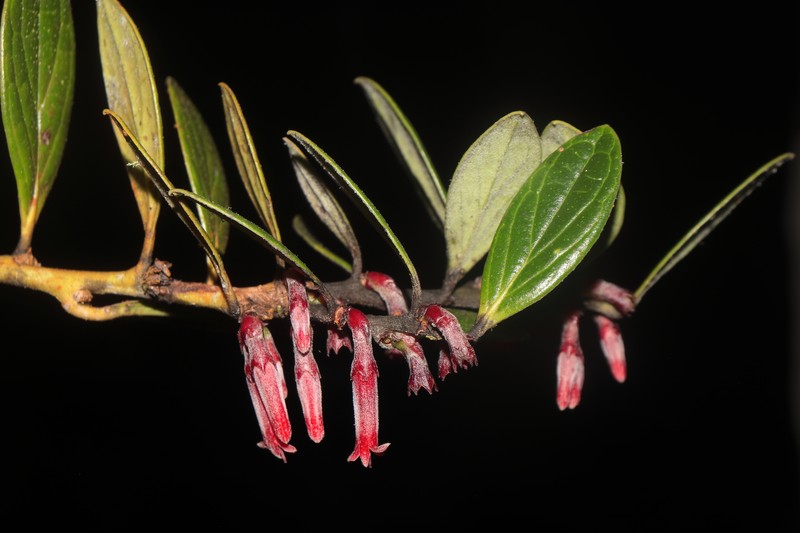 Macleania farinosa photo 3