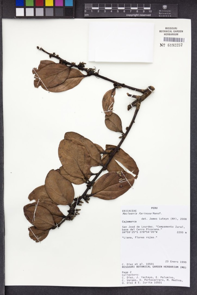 Macleania farinosa photo 5