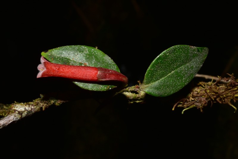 Macleania floribunda
