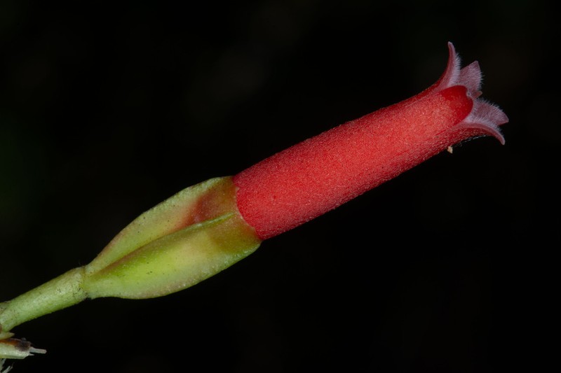 Macleania floribunda photo 2