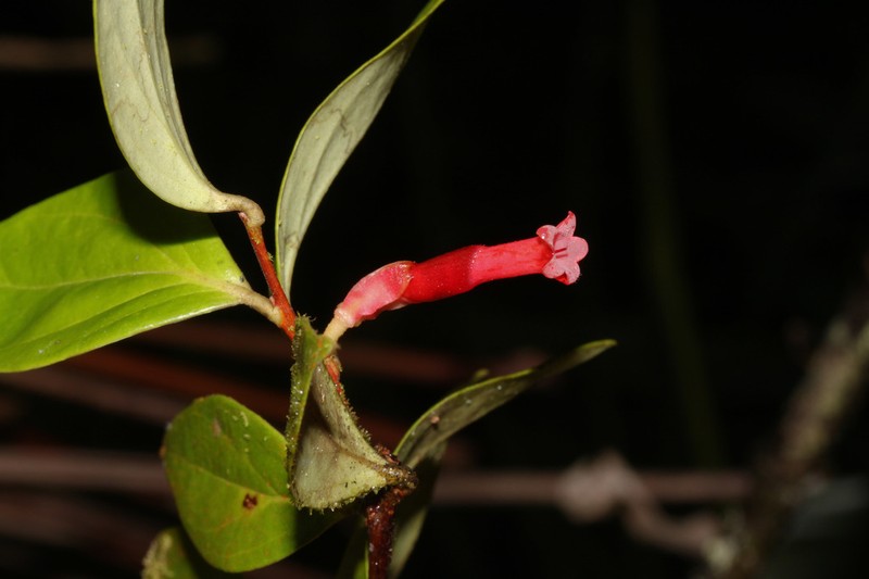 Macleania floribunda photo 3