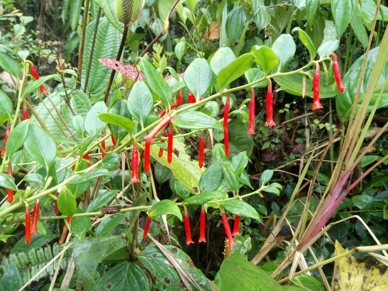 Macleania floribunda photo 4