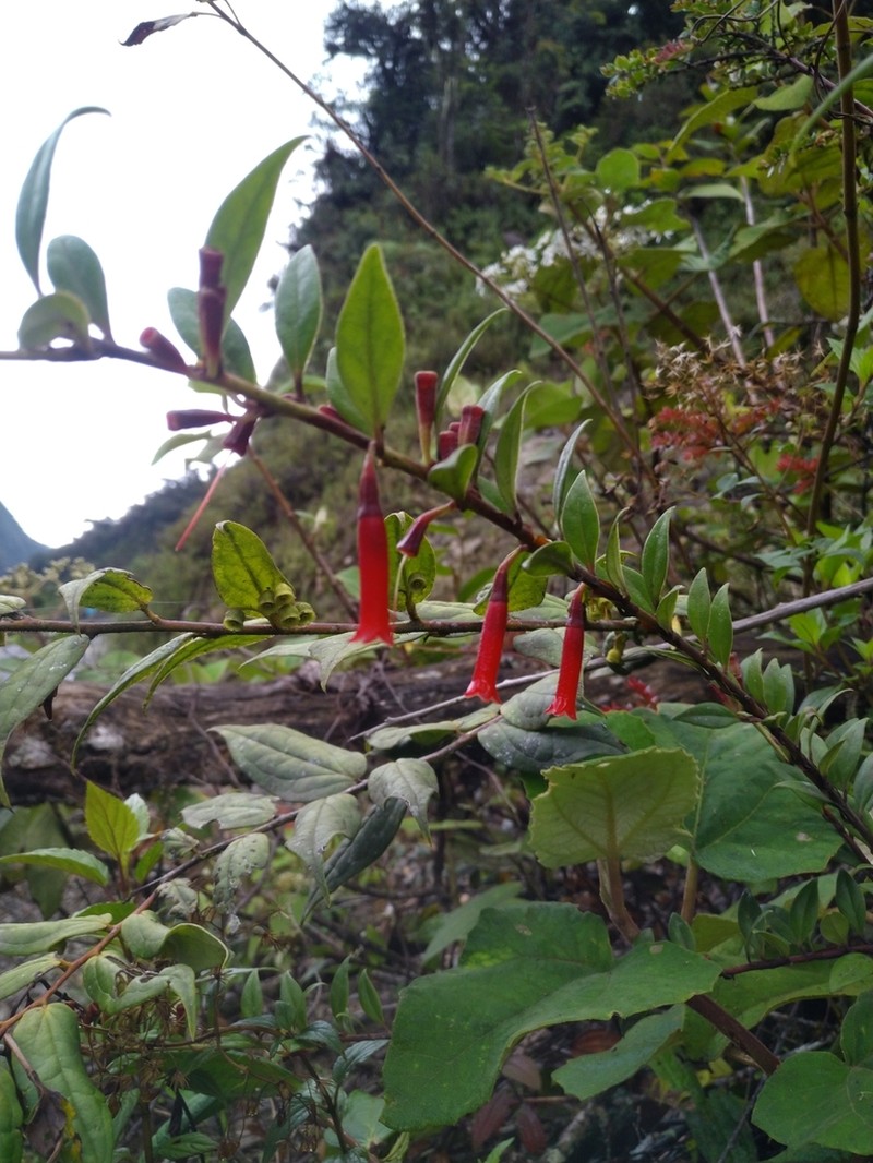 Macleania floribunda photo 5