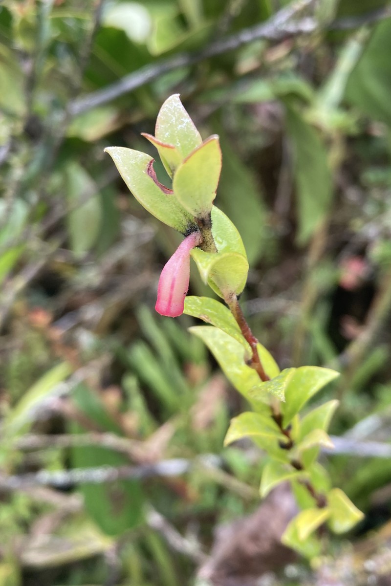 Macleania floribunda photo 6