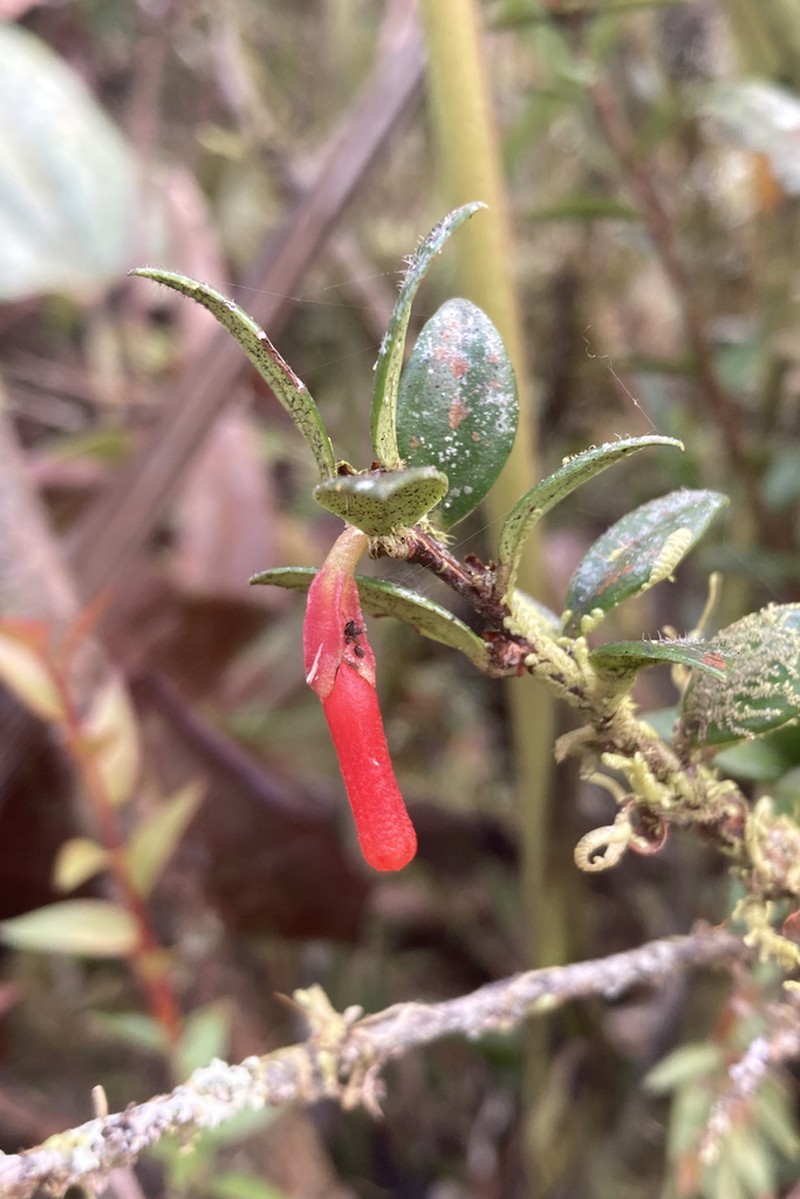Macleania floribunda photo 7