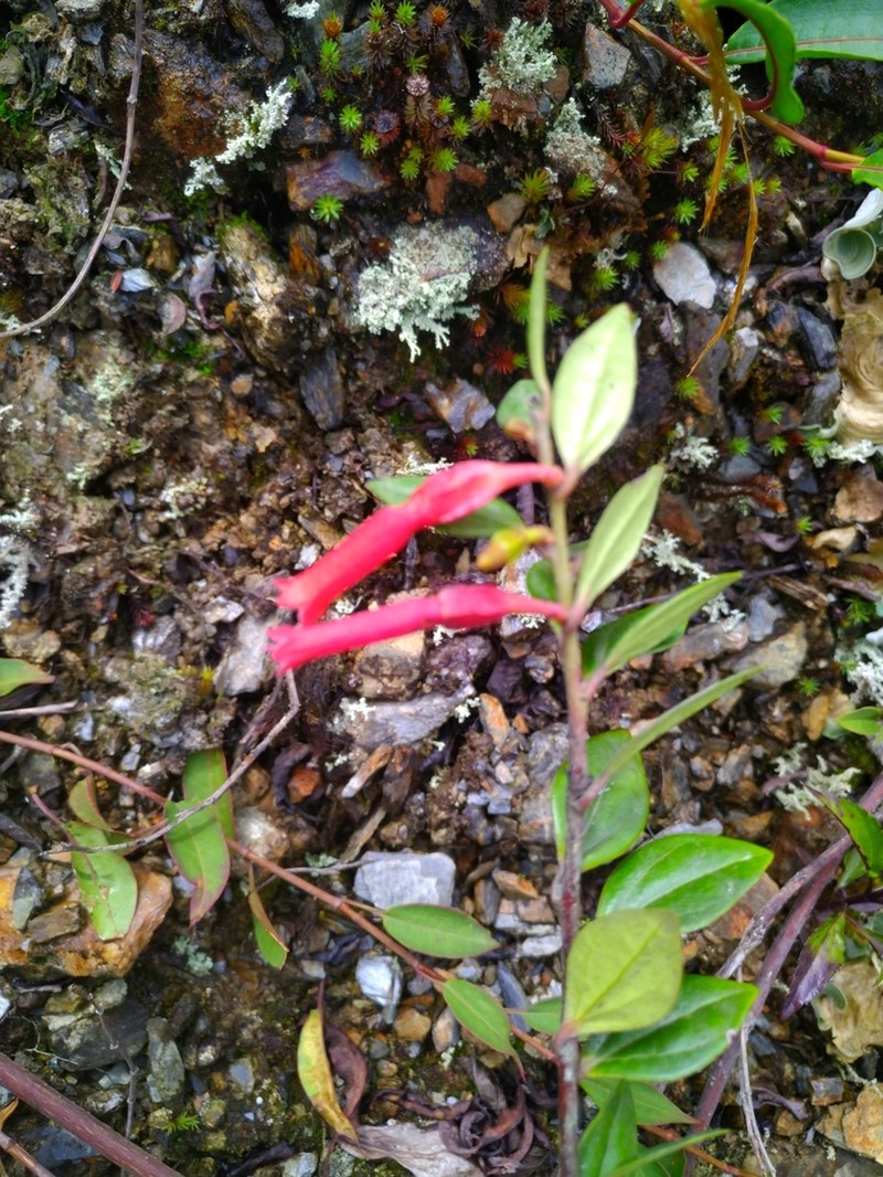 Macleania floribunda photo 8