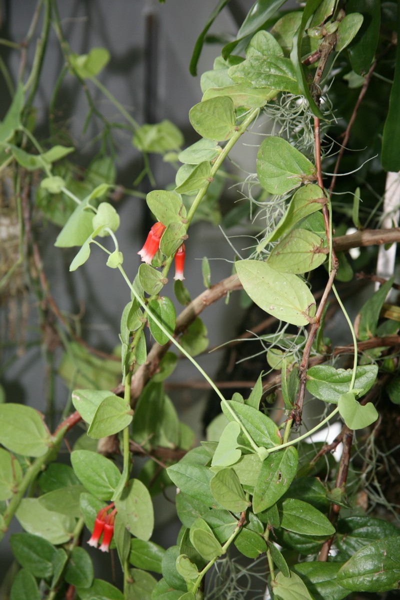 Macleania insignis