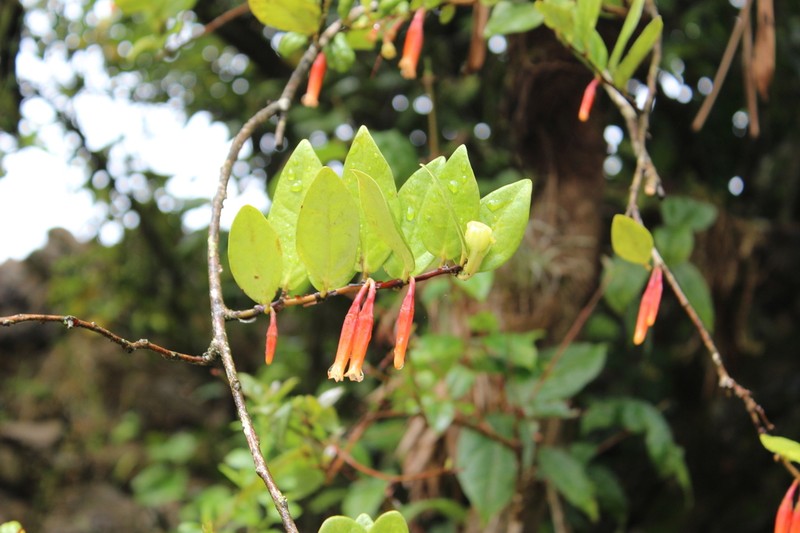 Macleania insignis photo 2