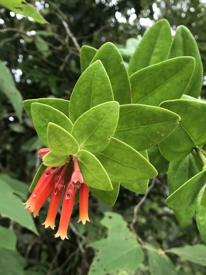 Macleania insignis photo 3