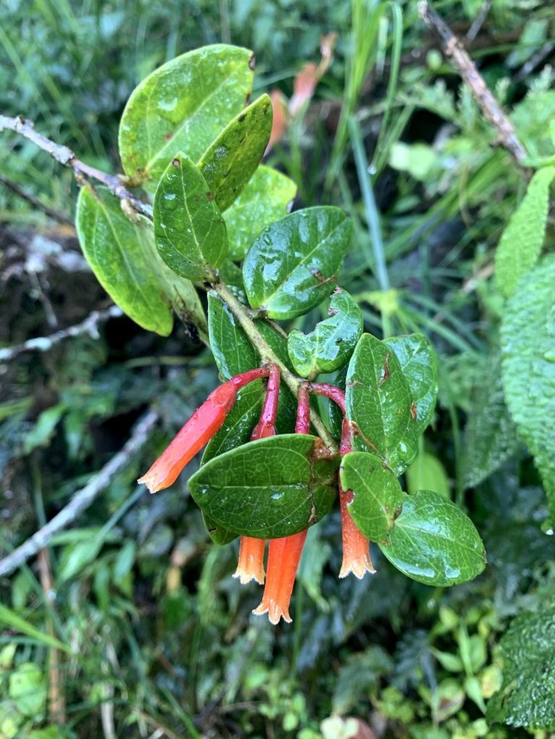 Macleania insignis photo 4
