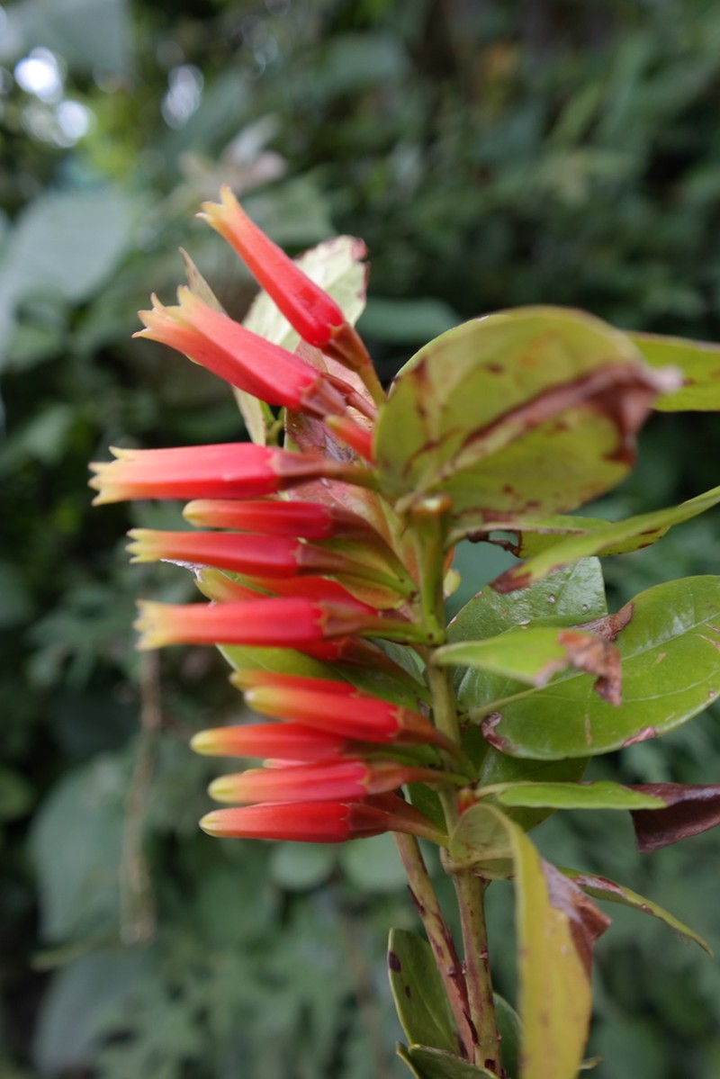 Macleania insignis photo 5