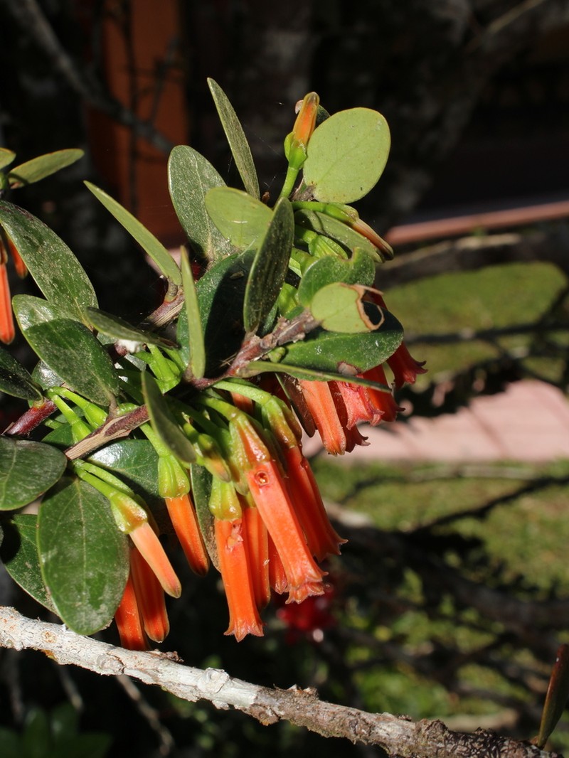 Macleania insignis photo 6