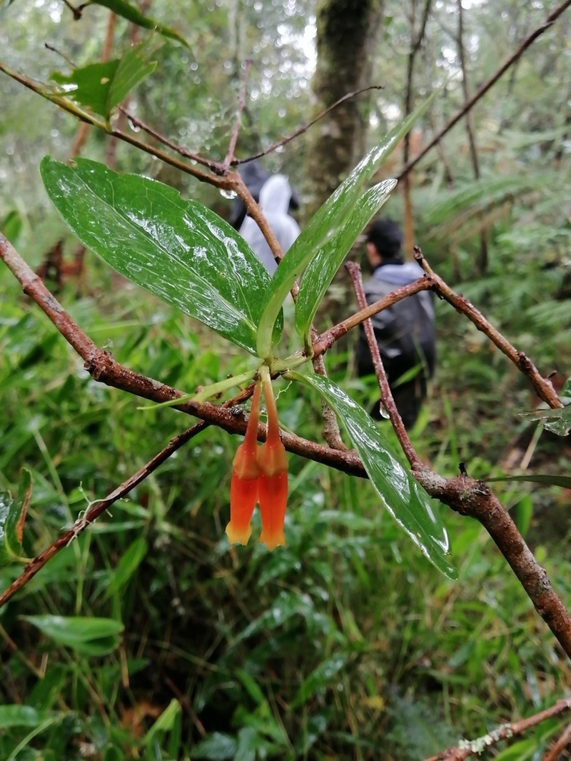 Macleania insignis photo 7
