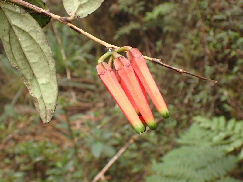 Macleania macrantha photo 2