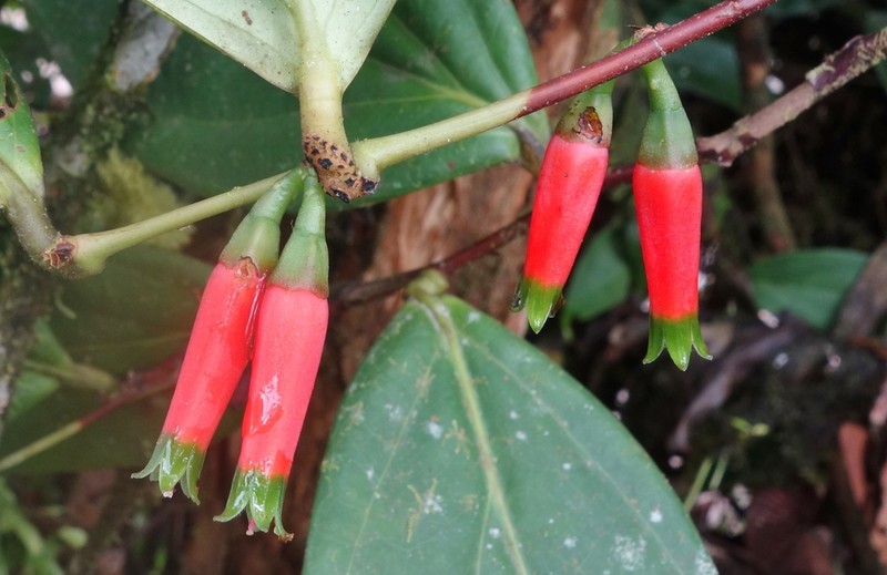 Macleania macrantha photo 3